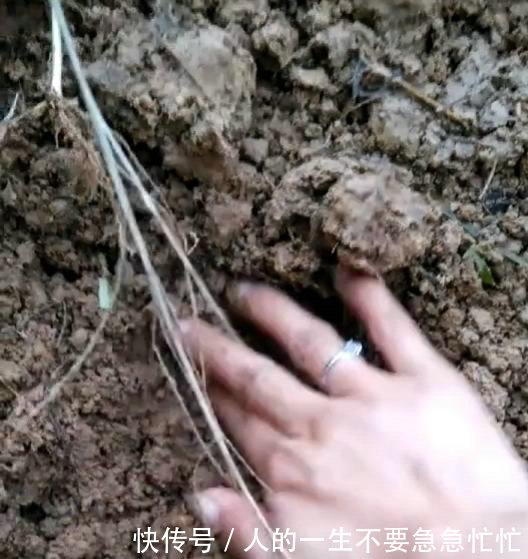 地基上扒土，扒出一窝野鱼，原来底下是填埋的池塘