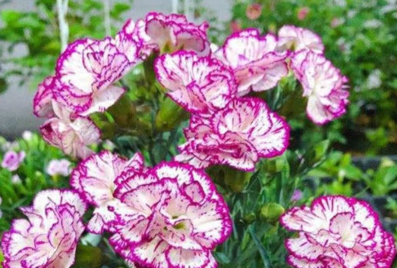  『百合花』3种切花养在家，花朵硕大花期长，一盆开花100朵，天天能赏漂亮花