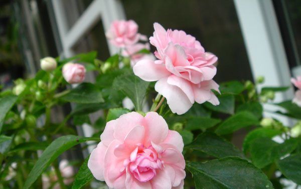  「开爆」家里养这些花卉，花开美观又大气，花色鲜艳花期长，轻松开爆盆