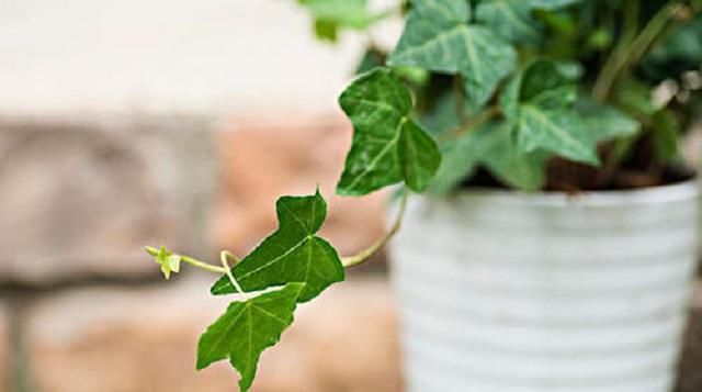  #绿萝#此草外形胜过绿萝,一年四季都碧绿,竟还是中草药,全草药效极佳