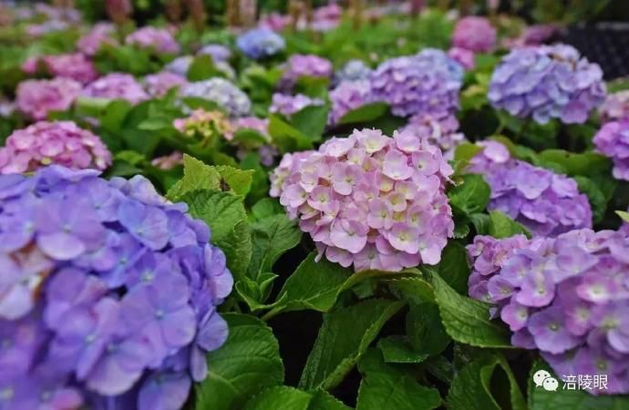  『开幕』涪陵首届绣球花节开幕，爱上这个初夏