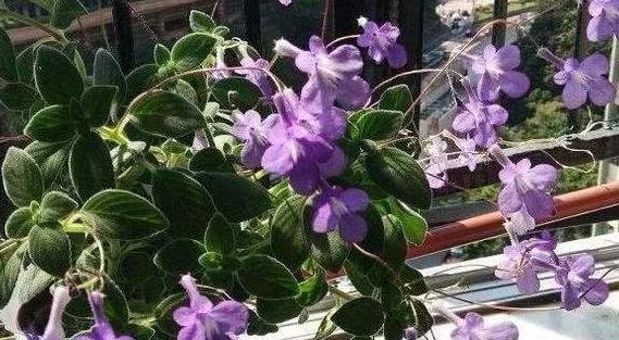  打造：这4种花真好养,选一种放阳台,轻松打造小花园