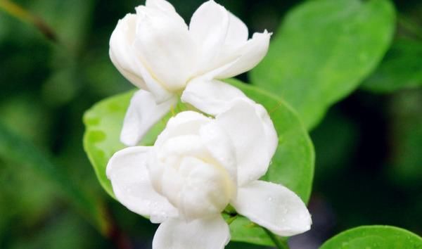  #做好#茉莉花开，很多人沉醉，做好肥水管理，你家也可以香满园