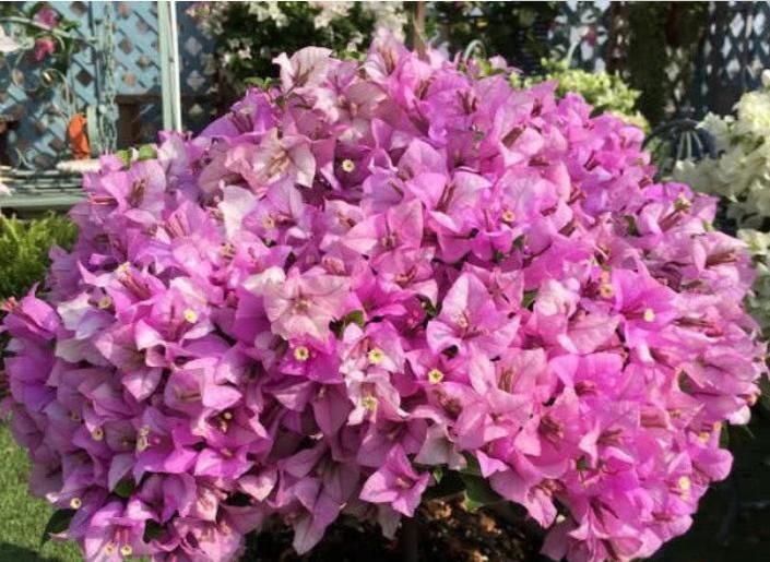 『有花赏』阳台养花,就选4种,好养又漂亮,阳台变花海,天天有花赏!