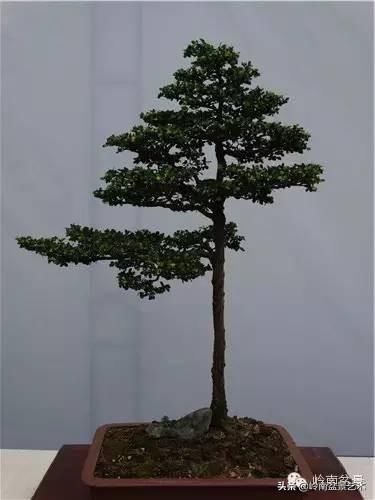 『作品』岭南珍品——山格木盆景