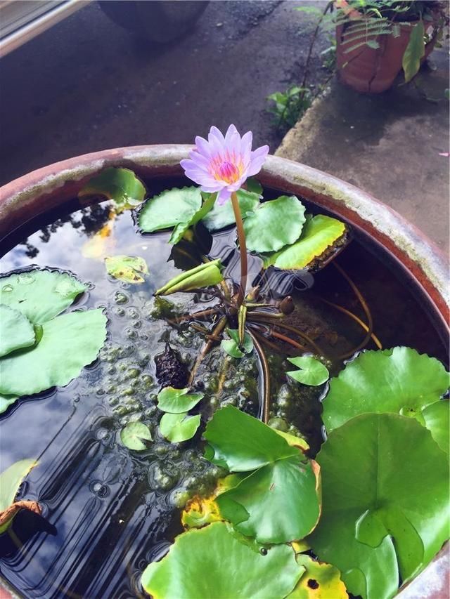 城里人咋想的？专从农村收购老物件，300斤猪槽也要买了放院子里