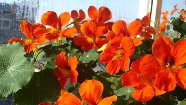  『绿萝』这花花期100天，一个枝条扦插一盆，叶子像荷叶，比绿萝漂亮好养