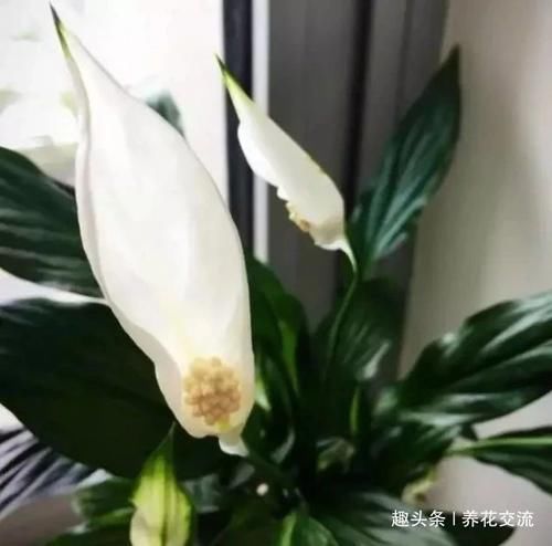 「极其」养在室内极其耐旱的几种盆栽植物,大半个月不搭理都没事