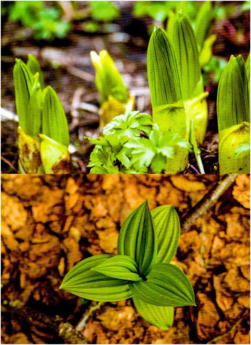  「毒门」植物界三大毒门世家