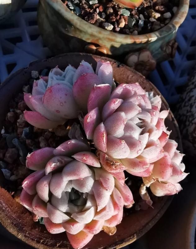  露养度夏■哪些多肉可以放心养？四年肉友亲口告诉你