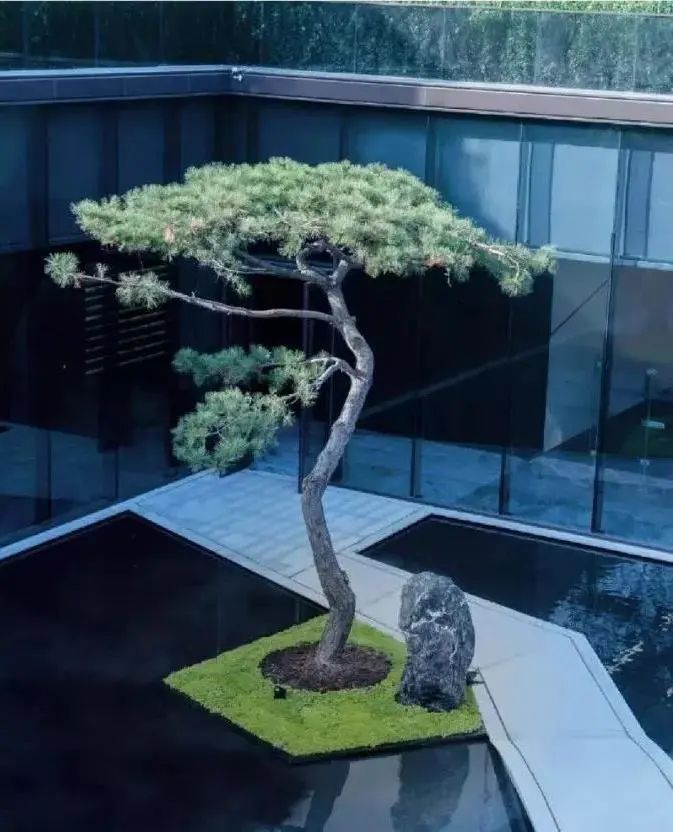  「棵树」一颗树，点亮整个庭院空间，美呆了~（附孤植清单）