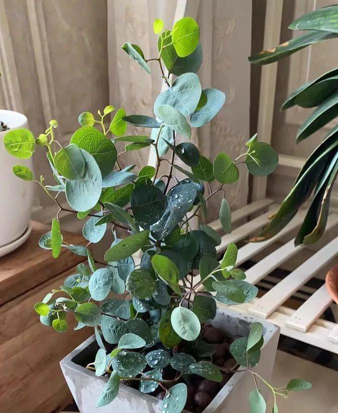 家里■今年流行的小众花，家里养1盆，特别有气质！