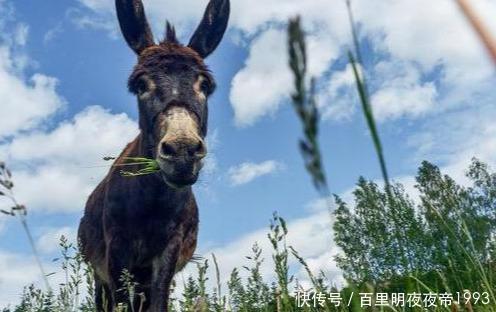  「资金充足」驴肉卖6千，驴皮卖2千，可为什么农村没人养驴？