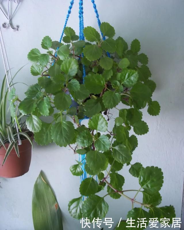 适合|瑞典常青藤养好了能开淡紫色小花,很适合养成窗台的吊盆观叶植物