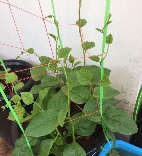  [呼呼]阳台种“2种菜”，呼呼长得快，1个多月长满盆，收获一次又一次