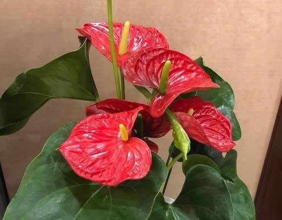  [漂亮]4种懒人“花”，漂亮花期长，耐阴又耐旱，好养易爆盆