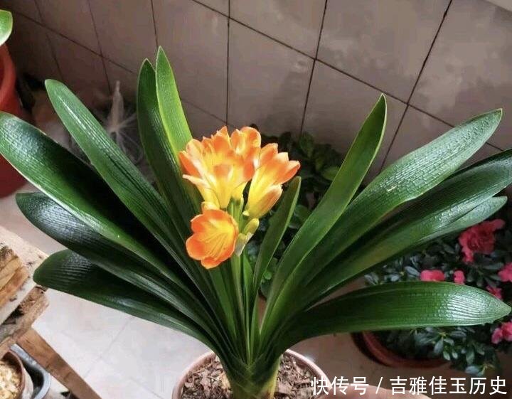 『养花』户外挖“2种土”养花,君子兰长得像“大白菜”,茉莉花“爆盆”