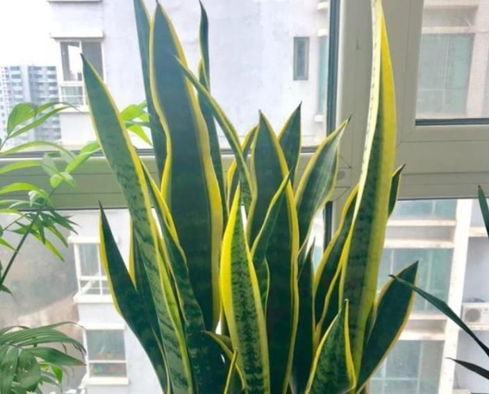  牡丹|最适合新手养的4种花，沾土就能活，比牡丹好看，比吊兰好养