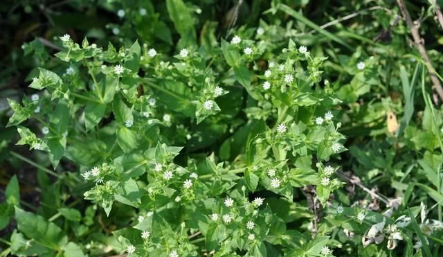  「殊不知」农村一大“恶草”，过去农民见到就拔掉，殊不知是稀罕降压野菜