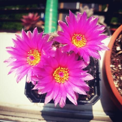 「盆栽」仙人球里的“仙子”,花朵超美,开花勤快,种植容易,是盆栽佳品
