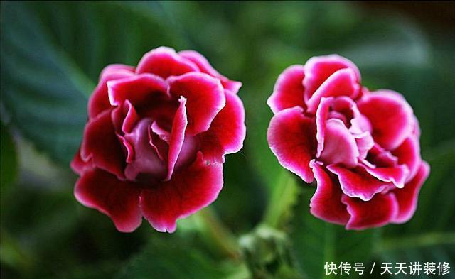  艳丽：3种花非常值得养，花朵硕大颜色艳丽，养护简单不操心，越养越爱