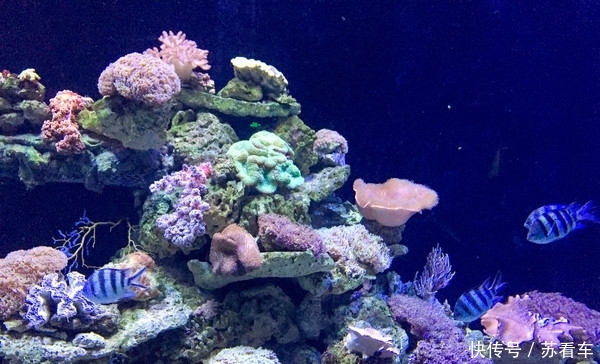 中国第一条海底观光隧道，虽然仅有118米，门票却达到110元