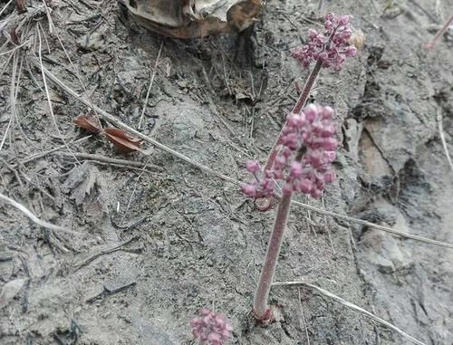  『植物』在石缝里，1种植物开出“粉色花朵”，被称为“岩花”，珍贵！
