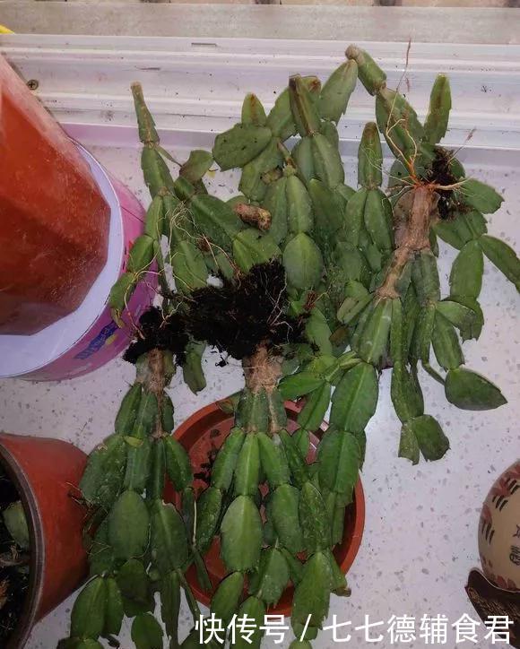  『花开』4种花，就要挤着养，挤一点才能不烂根、长得旺，花开更繁茂！