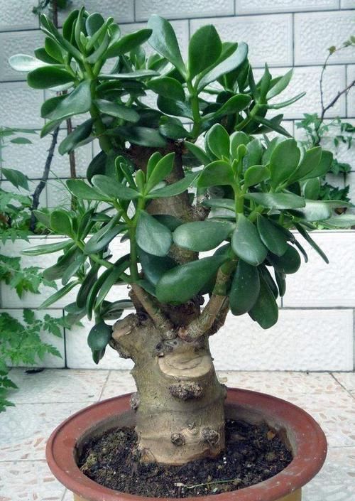  【洒脱】玉树这样养，叶片肥绿，株型洒脱，“玉树临风”，开满花，变老桩