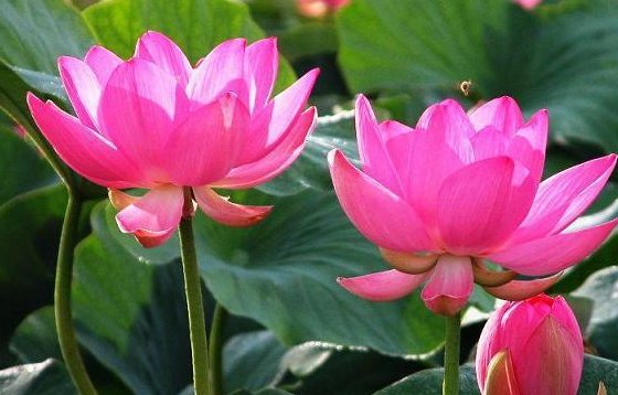  [美色]家居养花，不妨试试这些喜水花，学会浇水就能爆盆，花美色艳