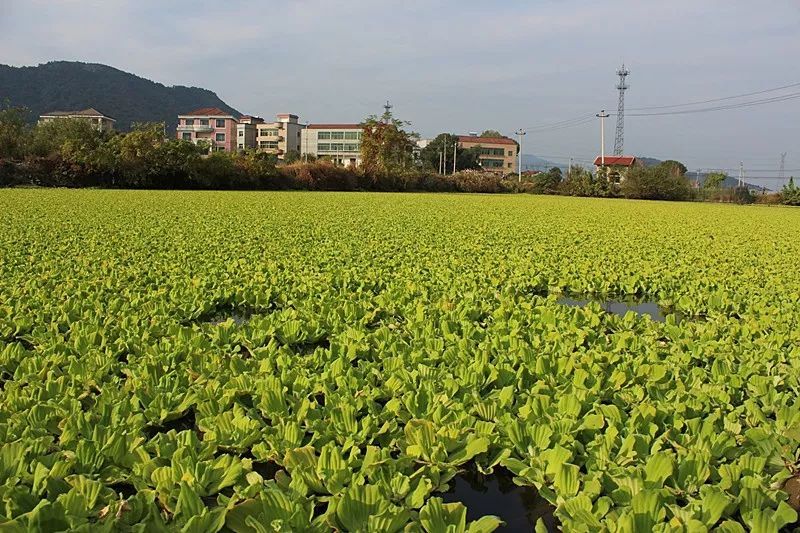 农村水里一种“白菜”，农民对它深恶痛绝，却摇身一变成稀罕盆栽