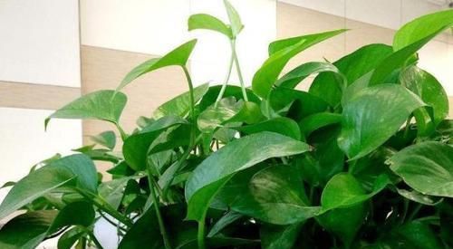 『植物』绿萝、吊兰的“生长季”,浇上“2种水”,30天养爆盆!