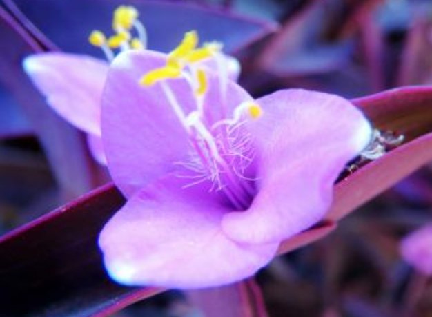 【花园】这些花朵好养易活,非常容易爆盆,花朵美丽爆出花园,绚丽多彩