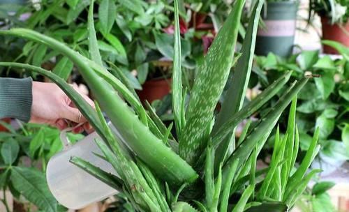  #炒菜#养芦荟，4个技巧迅速变胖，充满“芦荟胶”，炒菜，美容足够啦