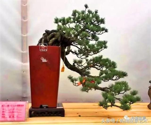 松树盆景，怎样才能算上品？