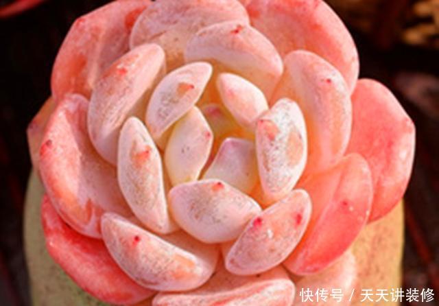  「雅致」玲珑雅致的多肉雪天使，养护要注意这些，才会莹如雪，艳如霞