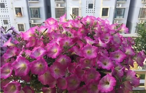  『养花』阳台养花就选这“5种花”，花色丰富多样，漂亮美丽，谁养谁上瘾