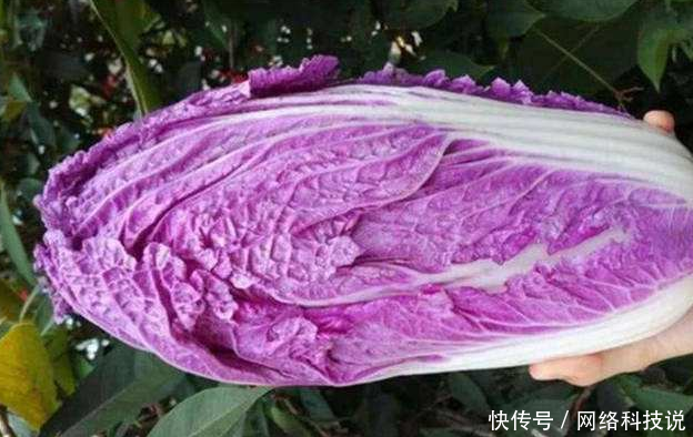 农村种植一种白菜，价格高过猪肉，亩产5千斤，农民年赚几十万