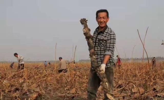  莲藕：亩产6000斤，市场一斤卖4元，6700万斤滞销，菜农急得到处