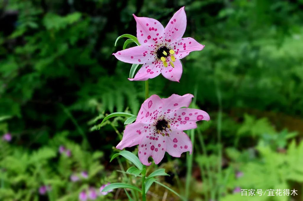  【传统】濒危物种｜百合是我国传统名花，您可见过开瓣豹子花？
