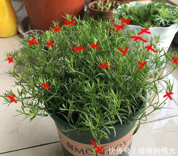  『植物』“满天星”按此方法养，1年开花300天，开出一条“巨型银河”