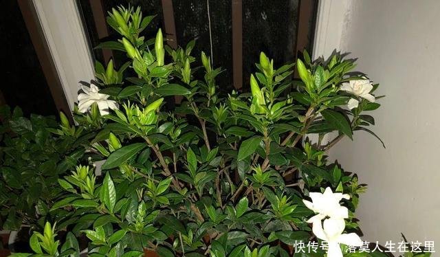 glevel_3"春天换盆季,3个情况需谨慎,不然换一盆死一盆