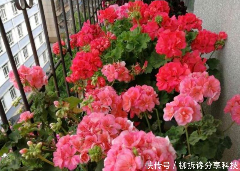 『家里』家里养上“3种花”,直接变成“百花园”,高雅艳丽,美不胜收!