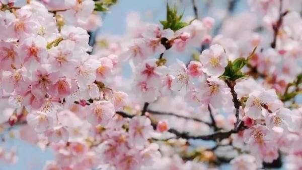 最美樱花季即将到来！沪上赏樱攻略在此