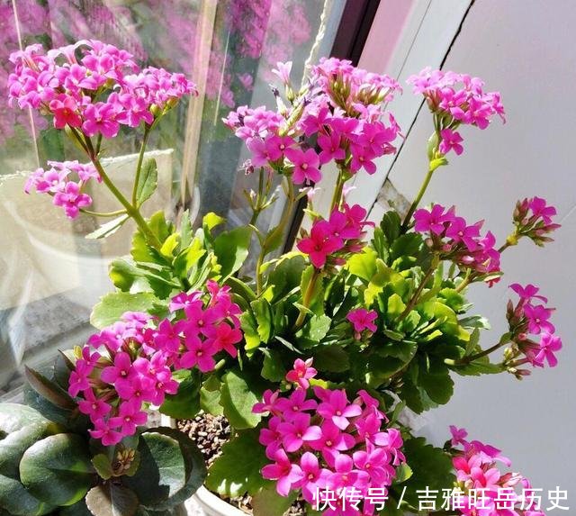  『旺盛』天气越冷，2种花开得越旺盛，放在窗台“开爆盆”，谁见都说好
