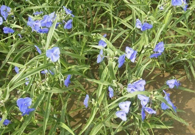  [植物]农村的1种“鸭跖草”，在春天长势快，花朵像“蝴蝶”，珍贵！