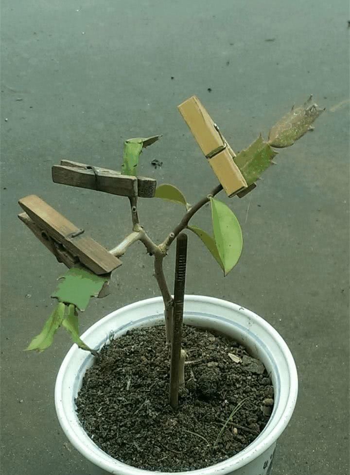  「万能」蟹爪兰插它身上就活，开花五颜六色，堪称万能嫁接神器！