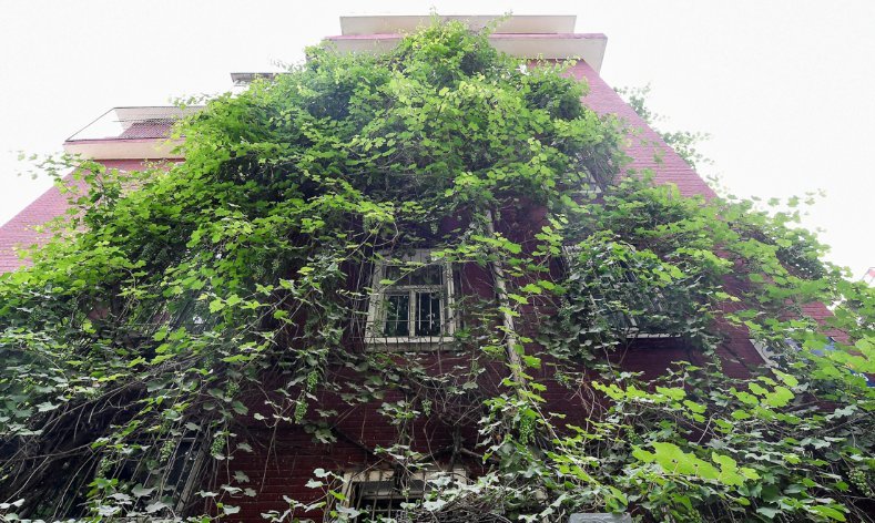 老奶奶二十五年前栽下葡萄，如今爬满五层楼，物业却说要剪掉