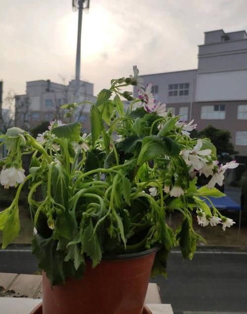  「养花」别人养花爆盆，你总是把花整死，养花有“5忌”，恭喜你全中