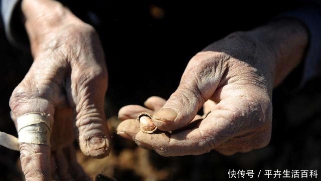  成熟|河南花生成熟收获，收购价涨到3块一斤，农民为啥还高兴不